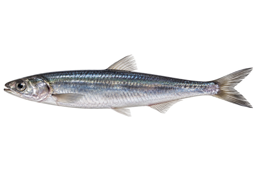 Anchoíta