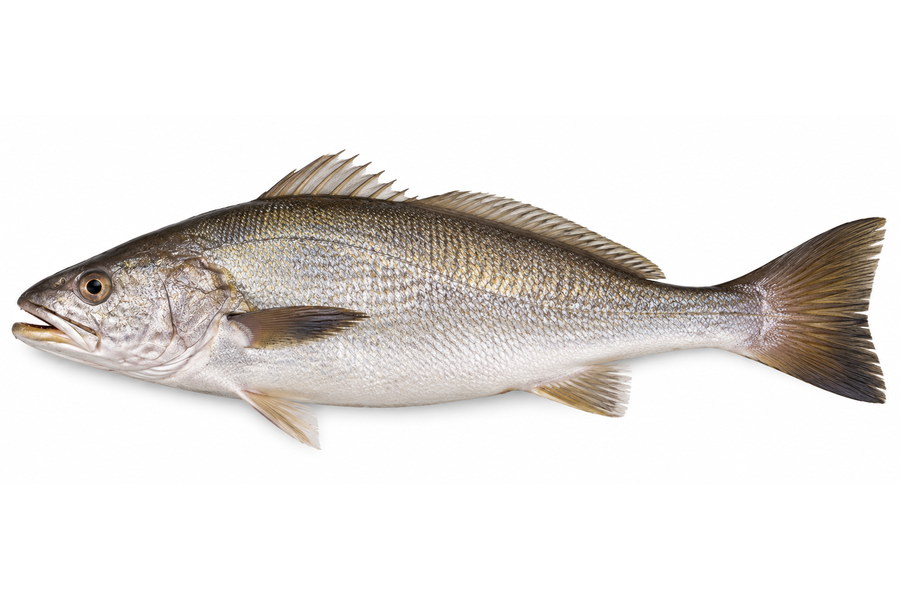 Corvina rubia