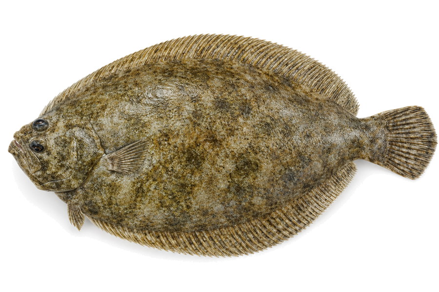 Lenguado