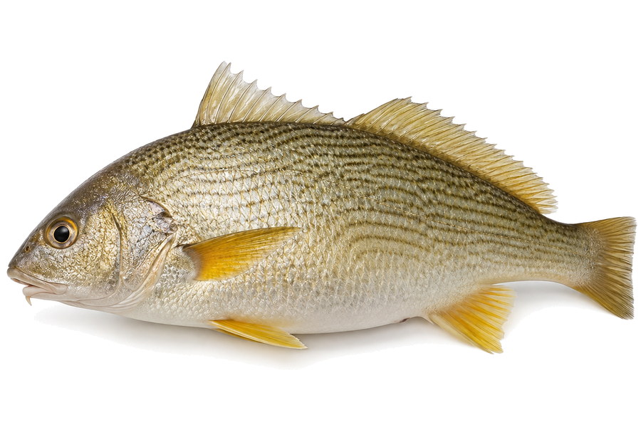 Pargo blanco