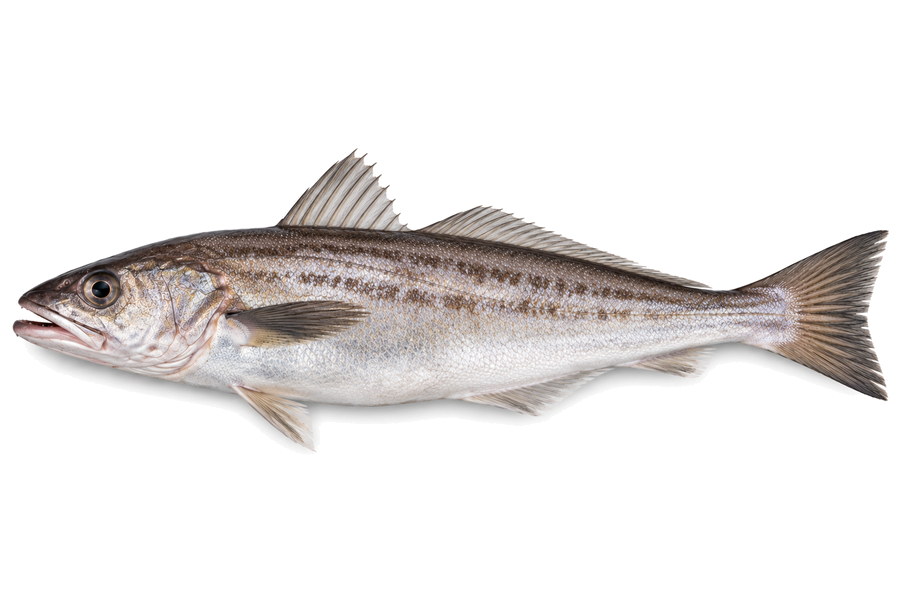 Pescadilla