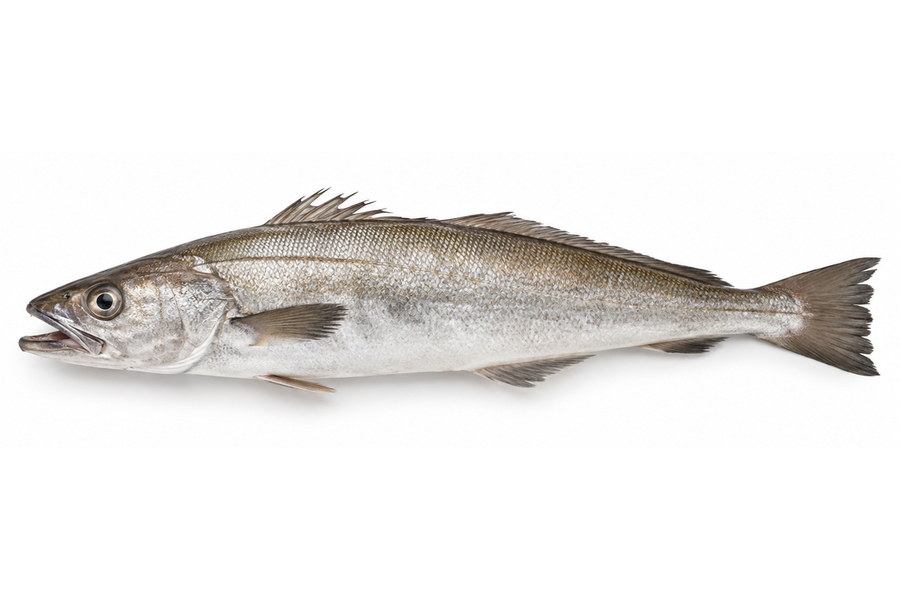 Pescadilla real